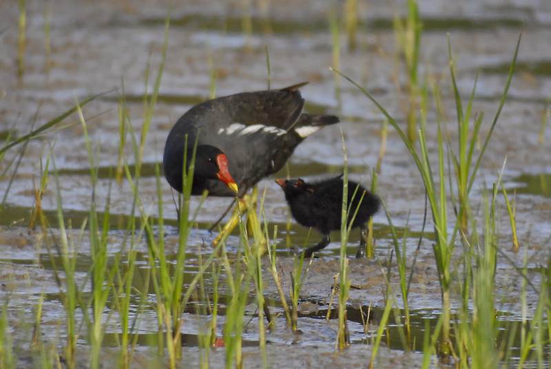 Gallinule poule-deau.jpg